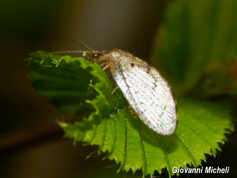 Hemerobius sp, (Hemerobiidae)